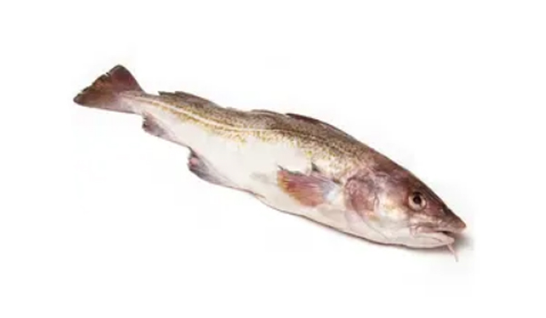 Reef Cod Fish Suppliers