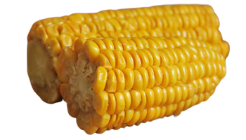 Corn Cobs Suppliers in Nigeria