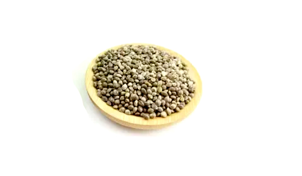 Mushroom Seeds Suppliers