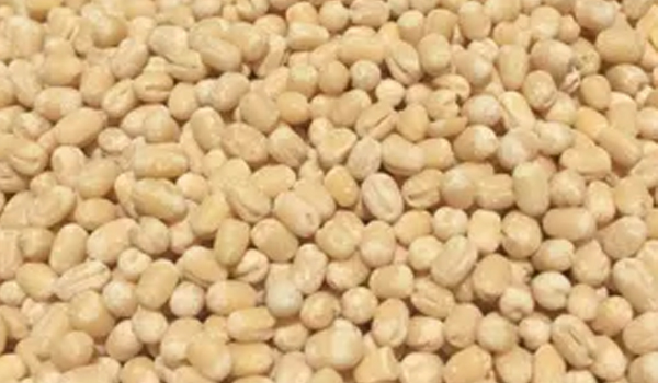 Organic Urad Dal Suppliers