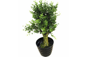 Bonsai Plants Suppliers