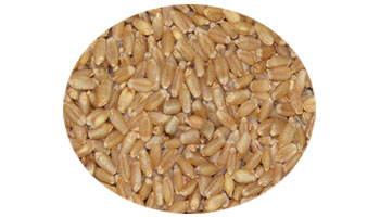 Lokwan Wheat Suppliers in Muktsar