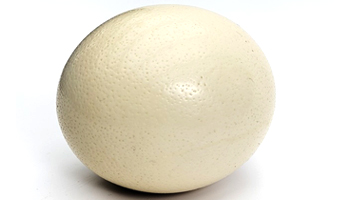 Ostrich Egg Suppliers