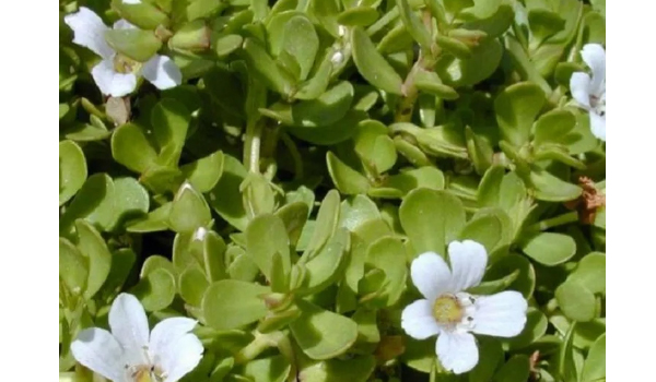 Bacopa Monnieri Suppliers