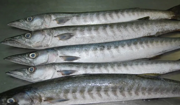 Barracuda Fish Suppliers