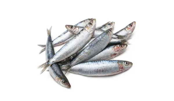 Frozen Sardine Suppliers