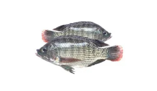 Threadfin Fish Suppliers