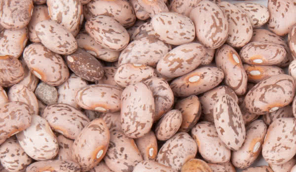 Dried Beans Suppliers