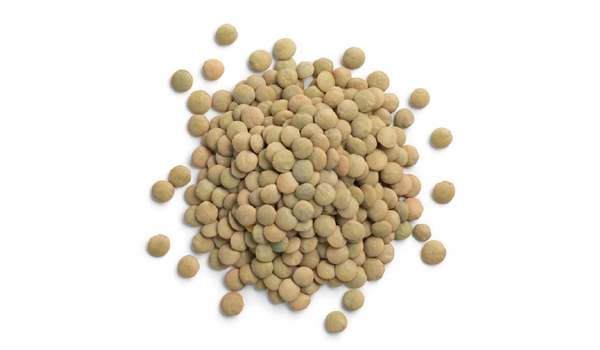 Green Lentil Suppliers