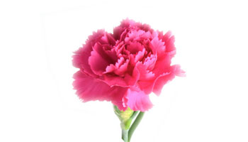 Carnation Flower Suppliers in United States