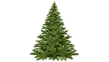 Christmas Trees Suppliers in Qatar