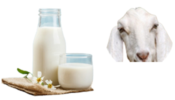 Goat Milk Suppliers