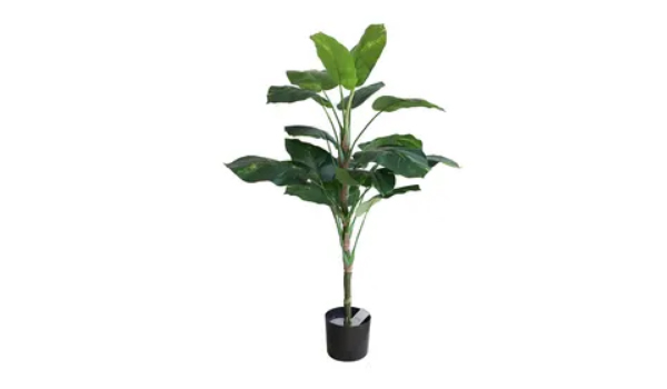 Aromatic Plants Suppliers