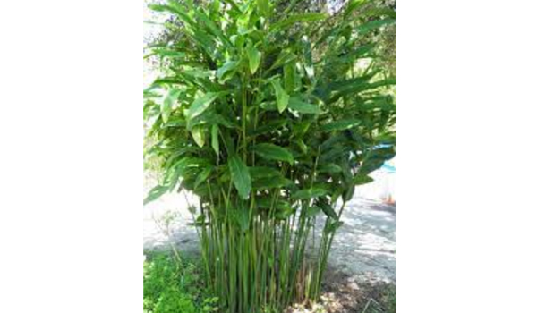 Alpinia Galangal Suppliers