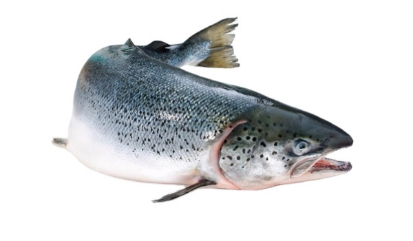 Salmon Fish Suppliers