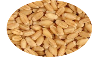 Milling Wheat Suppliers in Tulsipur