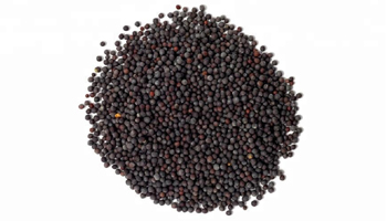 Mustard Seeds Suppliers in Kozhikode