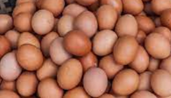 Duck Eggs Suppliers