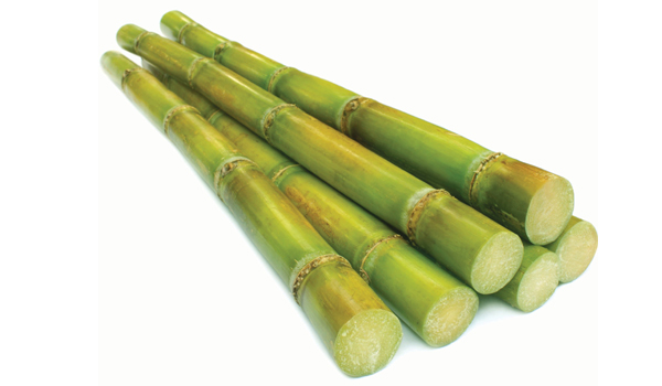 Sugarcane Suppliers in Vellore