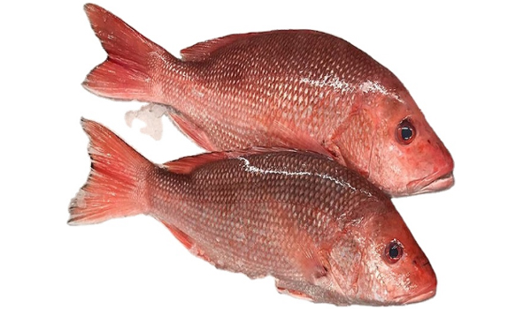 Sea Bream Suppliers