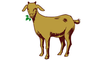 Goat Feed Suppliers