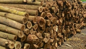 Acacia Wood Suppliers