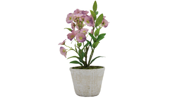 Flowering Plant Suppliers