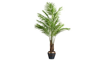 Areca Palm Suppliers