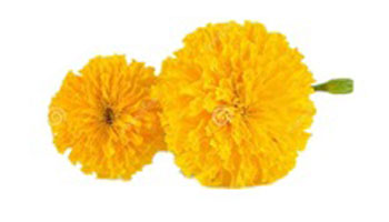 Marigold Flower Suppliers