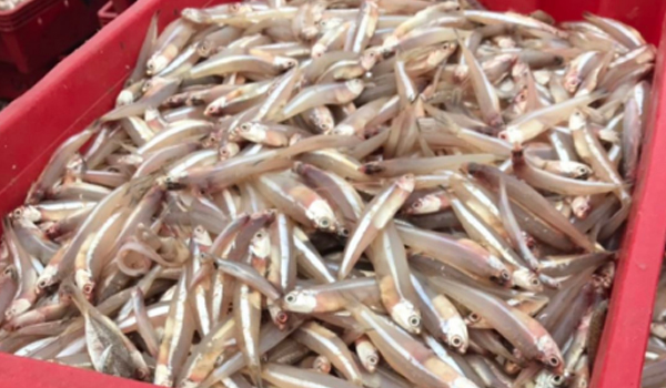 Anchovy Fish Suppliers