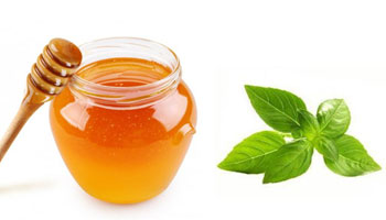 Tulsi Honey Suppliers