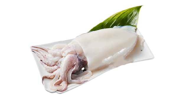 Cuttlefish Suppliers