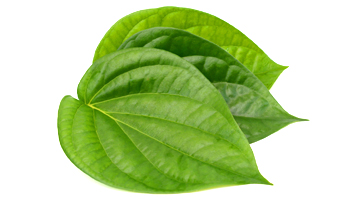 Betel Leaves Suppliers