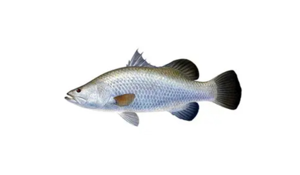 Sea Bass Suppliers