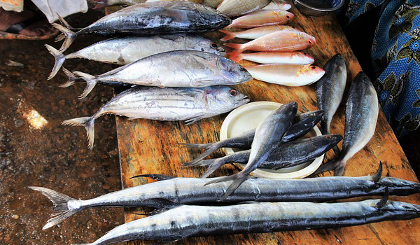 Marine Food Supplies Suppliers in Vaniyambadi