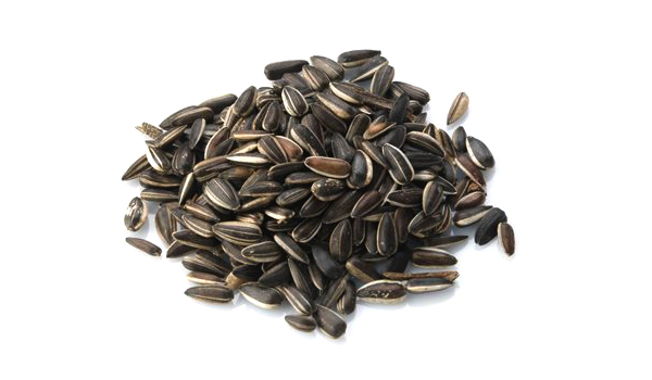 Sunflower Seeds Suppliers in Sherkot