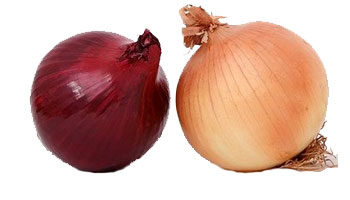 Onion Suppliers in Vijayawada