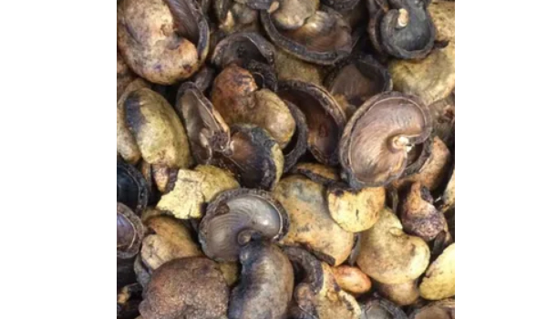 Cashew Nut Shell Suppliers