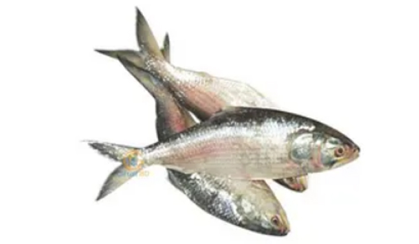 Fish Suppliers in Sholingur