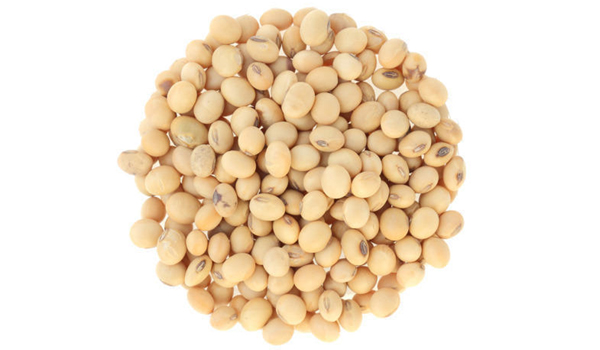 Soy Beans Suppliers in Maihar