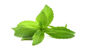 Stevia Leaf Suppliers