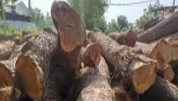 Neem Wood Suppliers