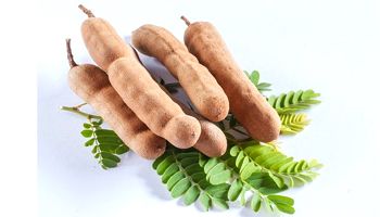 Tamarind Suppliers in Anjangaon