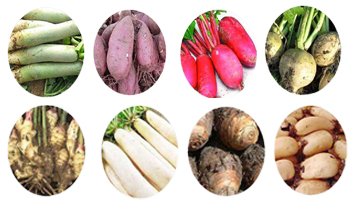 Root Vegetables Suppliers in Bharuch