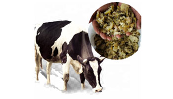 Cattle Feed Suppliers in Rampurhat