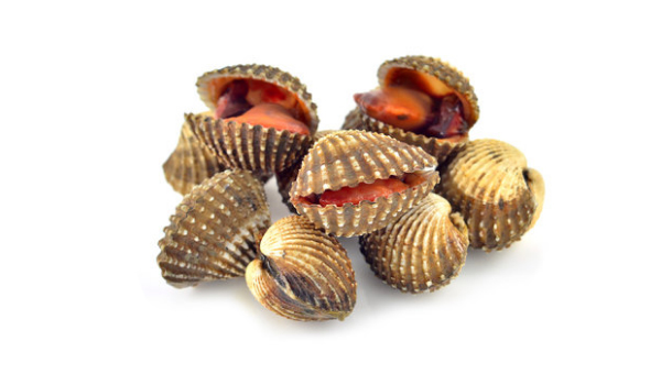 Blood Clam Suppliers in Vasai Virar