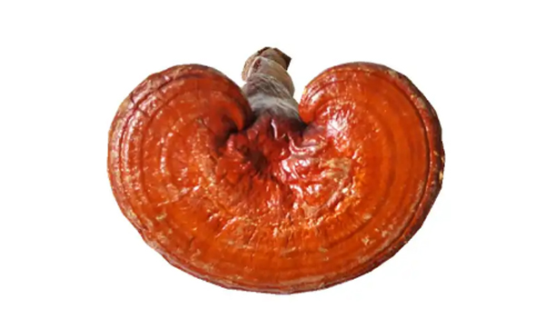 Ganoderma / Reishi Mushrooms Suppliers