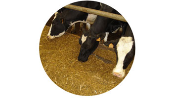 Animal Feed Suppliers in Uthamapalayam