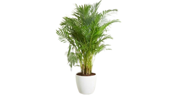 Outdoor Plants Suppliers