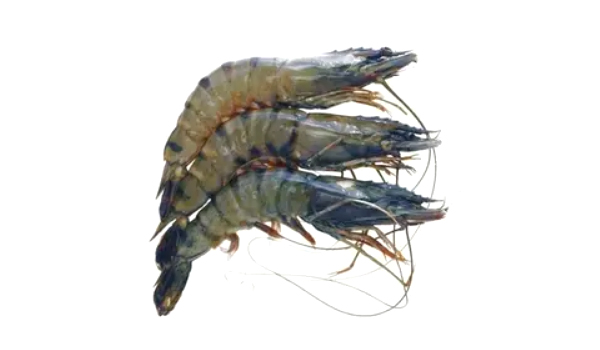 King Prawn Black Tiger Suppliers